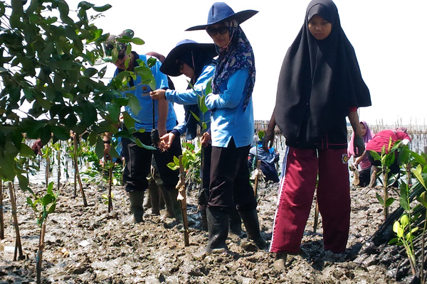 Cegah Abrasi Pesisir Cirebon, Aktivis Tanam 5.000 Mangrove