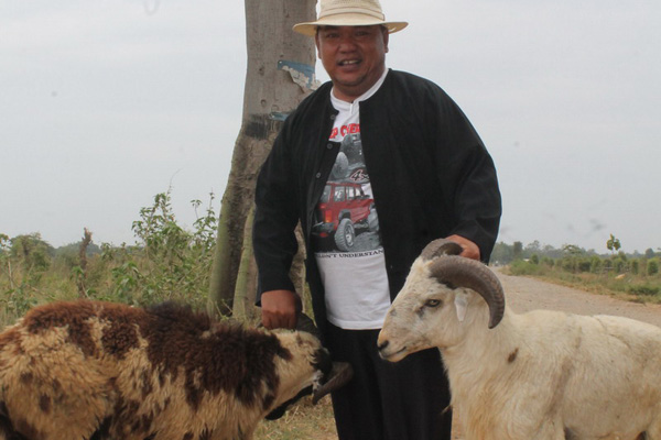 Domba Garut dan Wedus Gimbal Bersaing di Indramayu