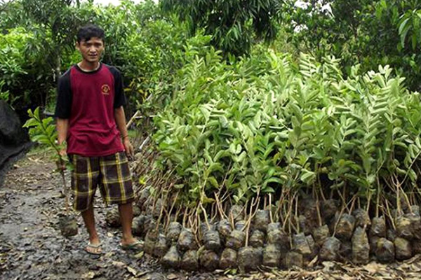 Musim Hujan Disyukuri oleh Penjual Bibit Tanaman