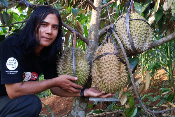 Asal Mula Durian Pogog (4); Kini Siapkan Pohon untuk Durian Raksasa 