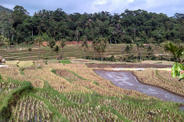 Pemkab Majalengka Diminta Perketat Alih Fungsi Lahan Pertanian