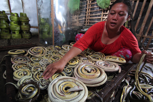 (2) Cicak, Kodok, dan Ular, Bisnisnya Warga Kertasura; Ular Kiriman dari Karawang dan Sumatera