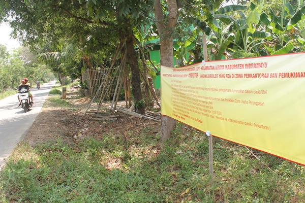 Bikin Bau, Warga Kroya Protes Peternakan Ayam