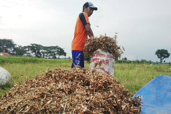 Hasil Panen Kedelai di Leuwimunding Menyusut