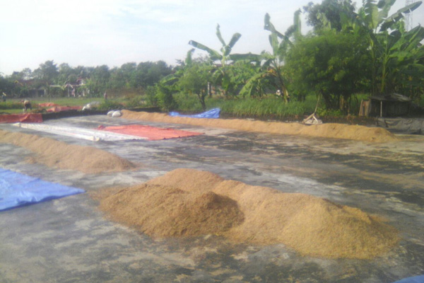 Cuaca Tak Menentu, Petani Kesulitan Jemur Gabah