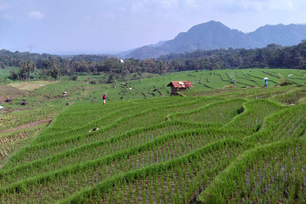 Petani Sindangwangi Nonstop Tanam Padi  