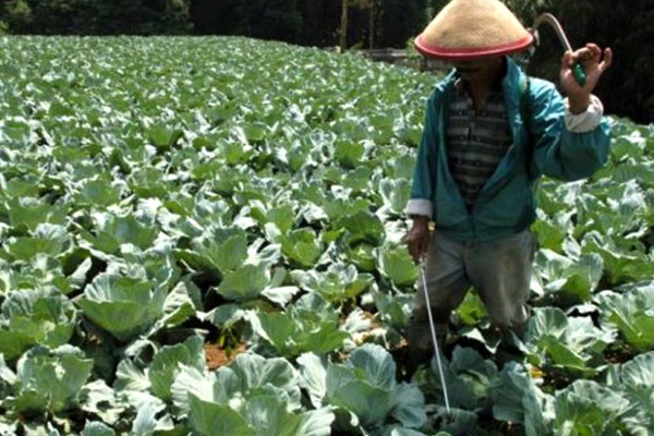 Hujan Terus Menerus, Petani Sayuran Majalengka Waswas