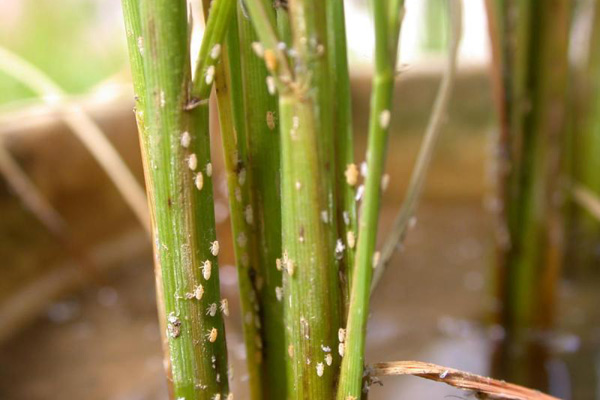 Tidak Hanya Sawah, Hama Wereng Mulai Serang Rumah Warga