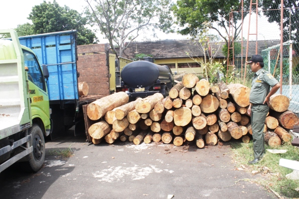 Illegaloging, Kayu Pinus dari TNGC Senilai Puluhan Juta Diamankan