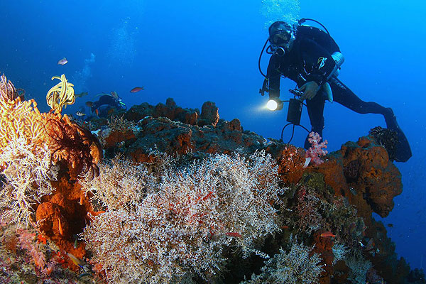 Jelajahi Situs Warisan Underwater UNESCO di Labuan Bajo