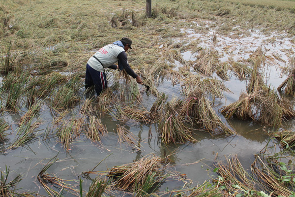 Terancam Puso, Petani di Indramayu Panen Dini