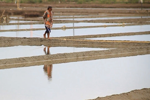 Fenomena La Nina, Petani Garam Gagal Panen