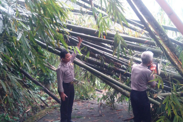 Pohon Bambu Ambruk Akibat Hujan, 15 Jam Jalan di Selajambe Putus