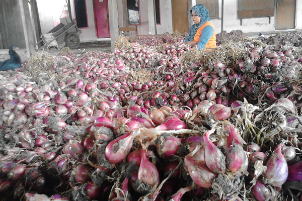 Pengaruh Hujan, Kualitas Bawang Merah Menurun