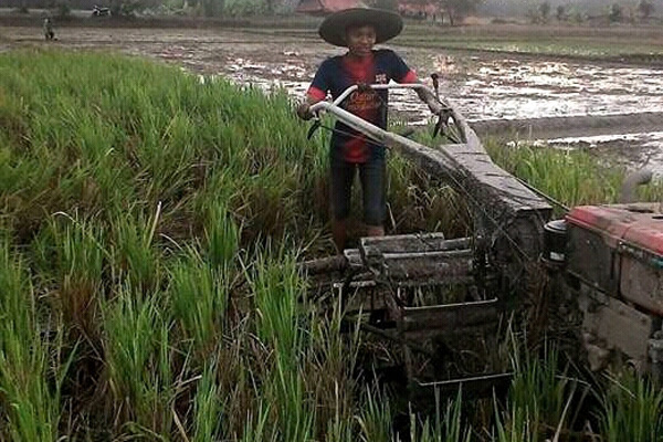 Fenomena La Nina Membawa Berkah bagi Petani