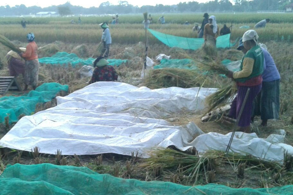 Musim Panen, Wereng Serang Pemukiman Warga