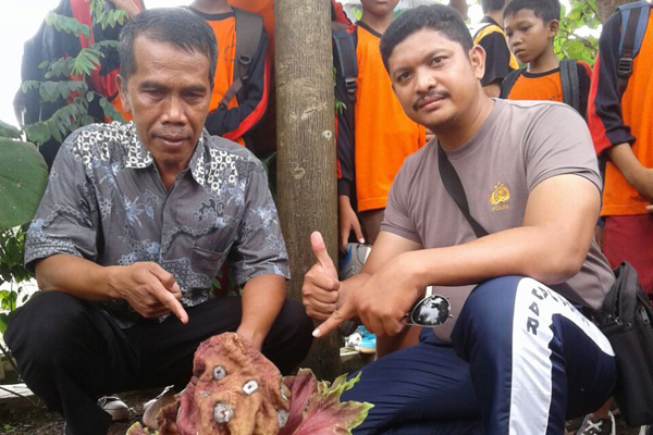 Bunga Bangkai Tumbuh di Belakang Rumah Warga Jatiwangi