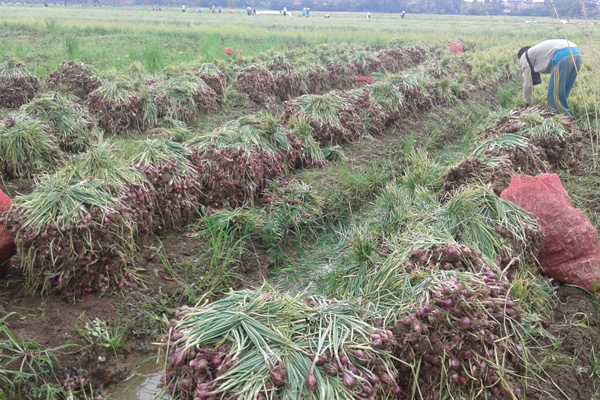 Produksi Bawang Merah Majalengka Menurun