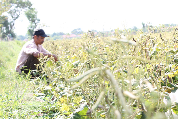 Hujan Terus, Panen Kacang Hijau Tidak Maksimal