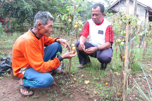 Hujan Terus, Petani Tomat Bantarujeg Terancam Gagal Panen