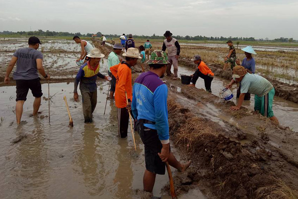 Persiapan Rendeng, Pemdes Cangko Cari Tikus