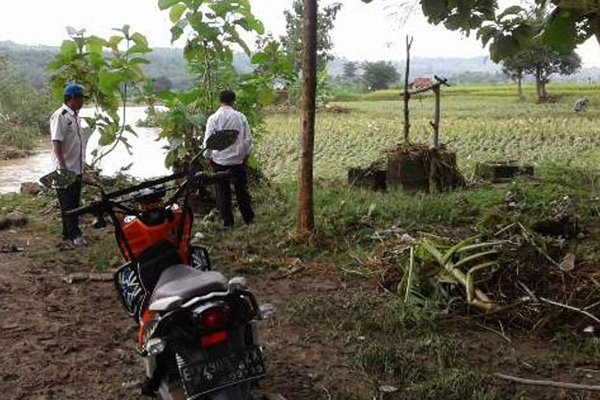 Hujan Deras, Sawah Masih Aman dari Banjir