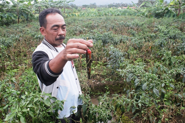 Cuaca Ekstrem Sebabkan Tanaman Cabai Rusak, Petani di Kramatmulya Rugi Besar