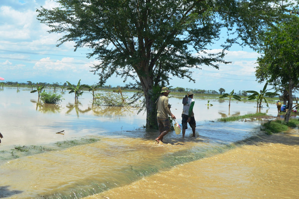 Sawah Banjir, Petani Widasari Rugi Ratusan Juta