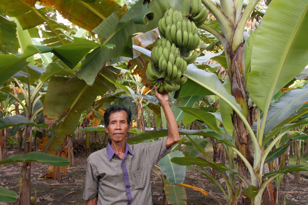 Lasiyo Syaifuddin, “Profesor” Pisang dari Bantul yang Bikin Penasaran Peneliti Asing