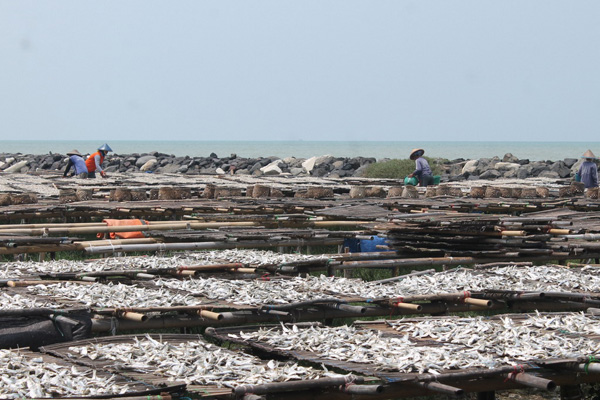 Pengolahan Ikan di Indramayu Barat Kolaps