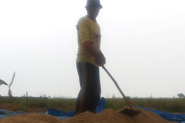 12 Hektare Sawah di Kandanghaur Gagal Panen