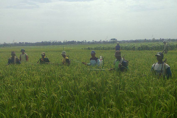 Giliran Wereng Batang Cokelat Menyerang Sawah di Bangodua