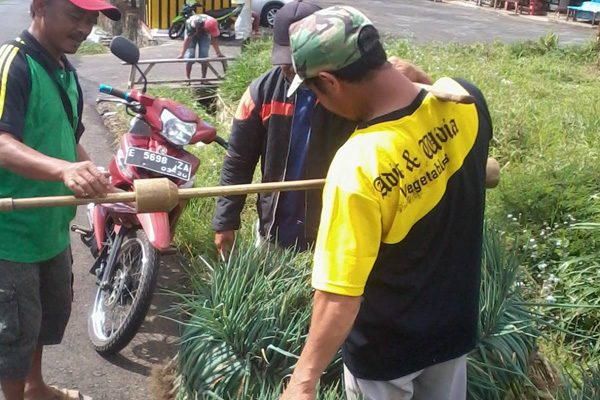 Hujan Terus, Harga Bawang Daun Turun