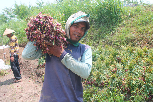 Karena Stok dan Cuaca, Harga Bawang Merah Melambung