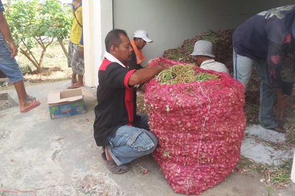 Harga Bawang Merah di Jatibarang Lagi Tinggi