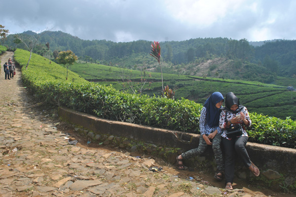 Perkebunan Teh Culamega Lemahsugih Makin Diminati