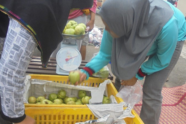 Jambu Kristal di Majalengka Capai Rp18 Ribu/Kg