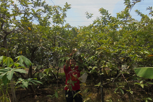 Harga Jambu Merah Panyingkiran Turun