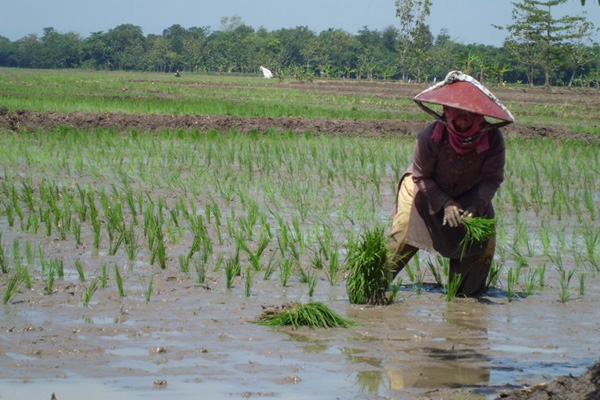 Petani Sumberjaya Sulit Mencari Benih Padi