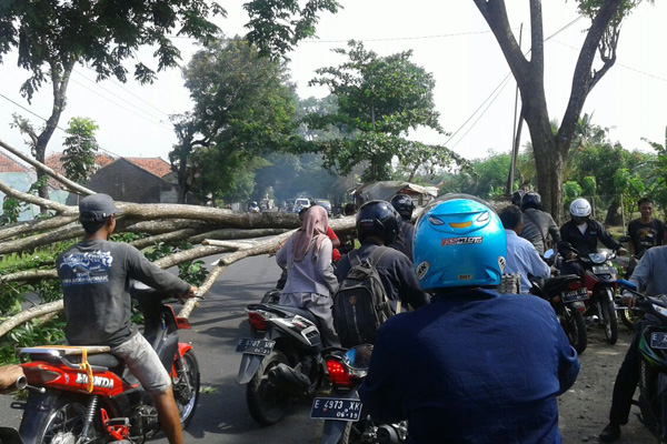 Hati-hati, Pohon Tumbang Ini Nyaris Kena Pengendara