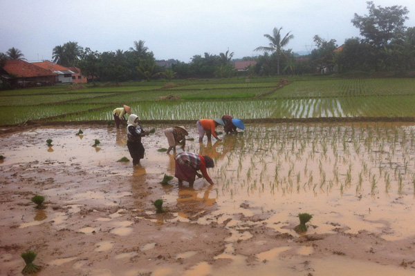 Buruh Tani Sulit Dicari, Upah Tandur Naik