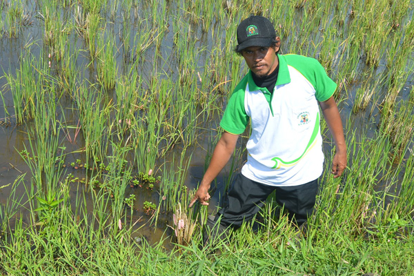 Hama Keong Serang Sawah Petani di Jatibarang