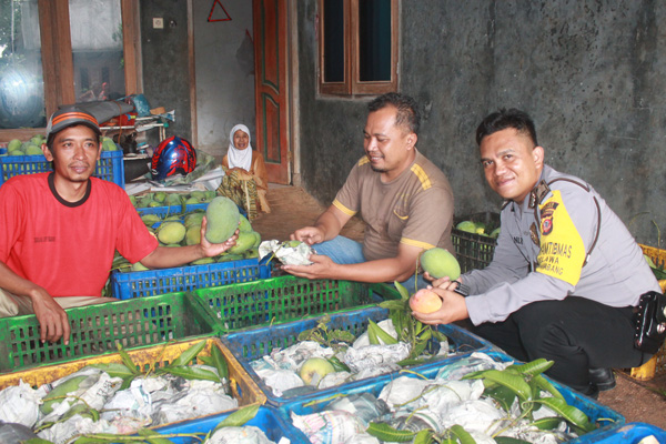 Pulung Saputera (40), Petani Mangga di Desa Belawa;  Modal Awal Rp700 Ribu, Kini Omset Setahun Rp1 M