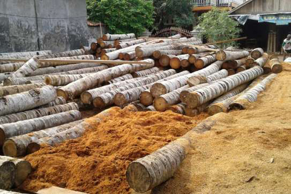 Kontruksi Bangunan Bahan Kayu Kelapa Diminati, Ini Sebabnya