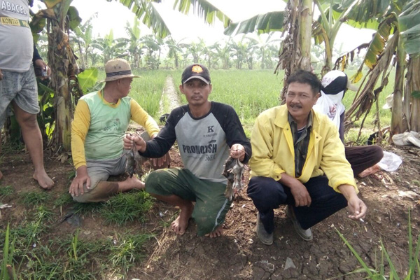 Serangan Hama Tikus Makin Meluas di Bangodua