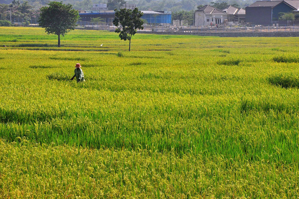 Banyak Lahan Pertanian Mulai Beralih Fungsi, Ini Keluhan Petani