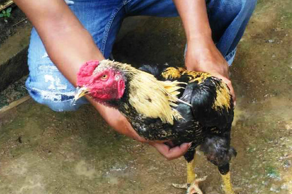 Mau Maling Ayam, Warga Sindang  Babak Belur Duluan