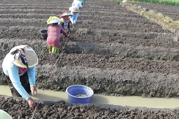 Harga Naik, Petani Bawang di Jatibarang Senang