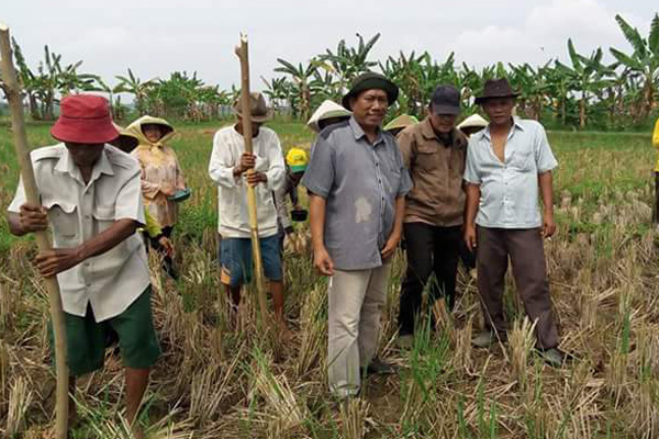 Tenajar Lor Dukung Indramayu Swasembada Jagung