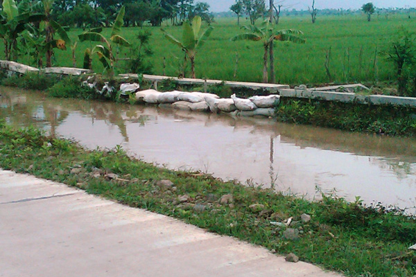 Tanggul Saluran Irigasi Jebol, Banjiri Areal Sawah Malangsarai-Kalensari